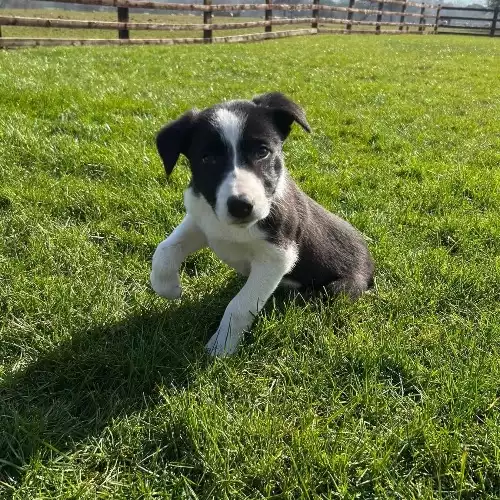 Border Collie Dog For Sale in Scarborough, North Yorkshire