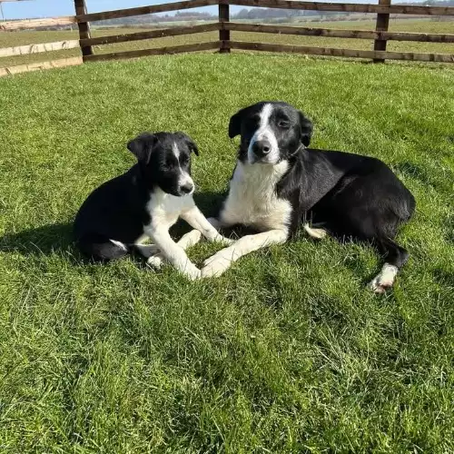 Border Collie Dog For Sale in Scarborough, North Yorkshire