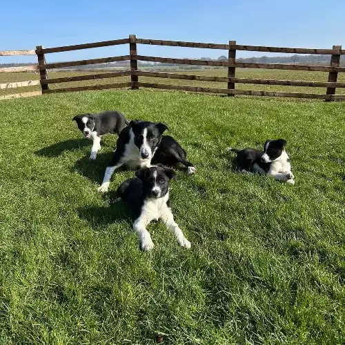 Border Collie Dog For Sale in Scarborough, North Yorkshire