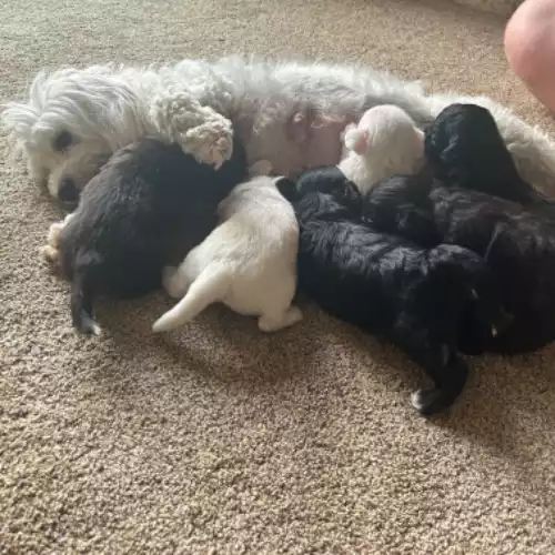 Bichon Frise Dog For Sale in Cheltenham, Gloucestershire, England