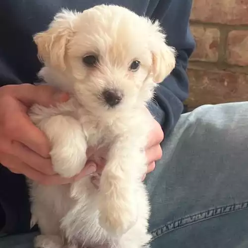 Bichon Frise Dog For Sale in Cheltenham, Gloucestershire, England