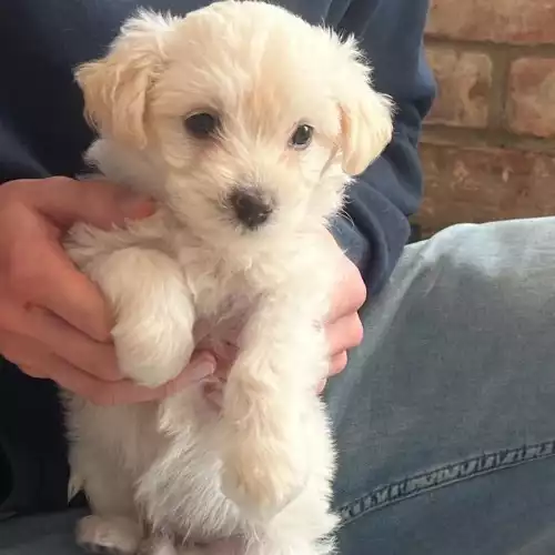 Bichon Frise Dog For Sale in Cheltenham, Gloucestershire, England