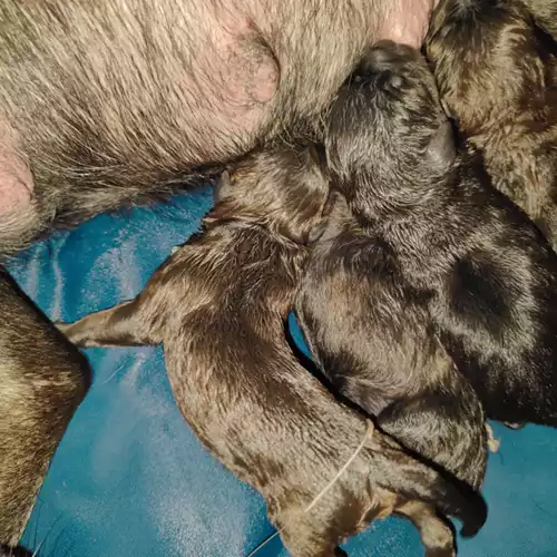 Presa Canario Dog For Sale in Gayton