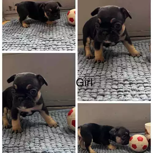 French Bulldog Dog For Sale in South Hornchurch, Greater London