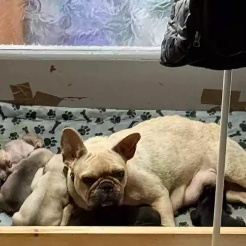 French Bulldog Dog For Sale in South Hornchurch, Greater London