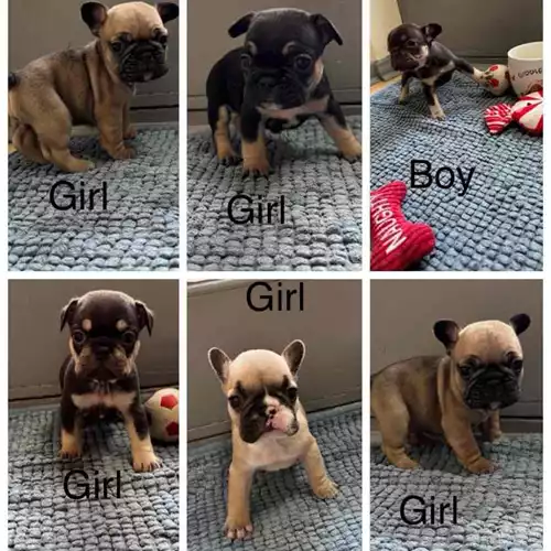 French Bulldog Dog For Sale in South Hornchurch, Greater London