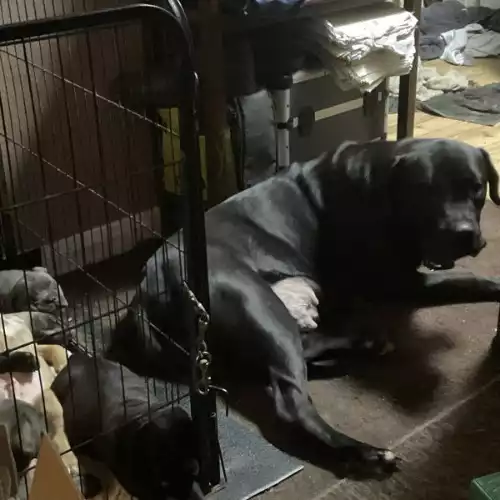 Cane Corso Dog For Sale in Exeter