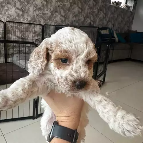 Cockapoo Dog For Sale in Staines-upon-Thames, Surrey