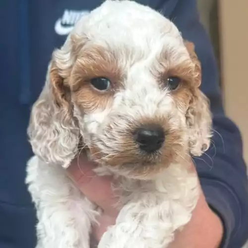 Cockapoo Dog For Sale in Staines-upon-Thames, Surrey