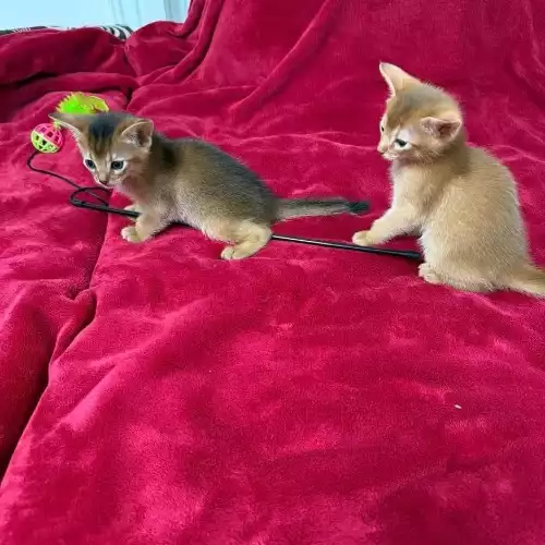 Abyssinian Cat For Sale in Seven Kings, Greater London