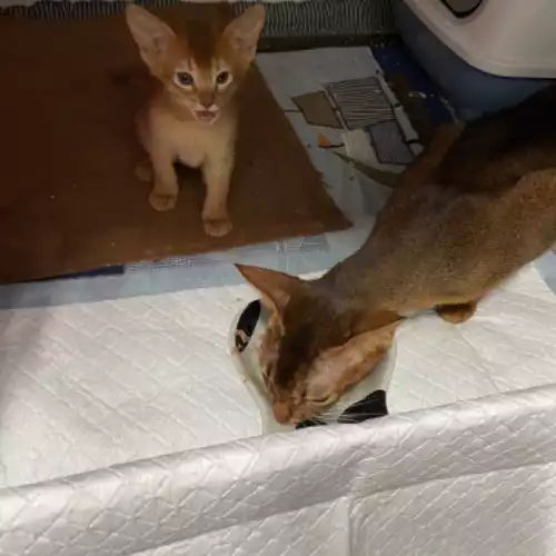 Abyssinian Cat For Sale in Seven Kings, Greater London