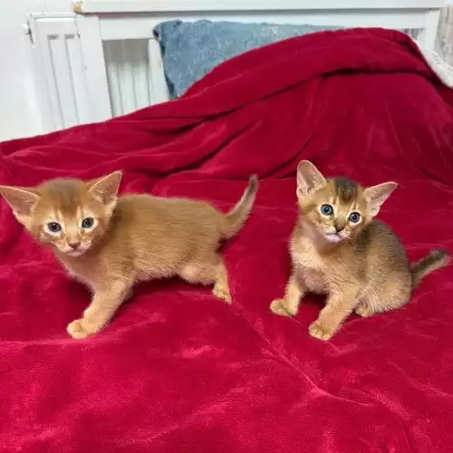 Abyssinian Cat For Sale in Seven Kings, Greater London