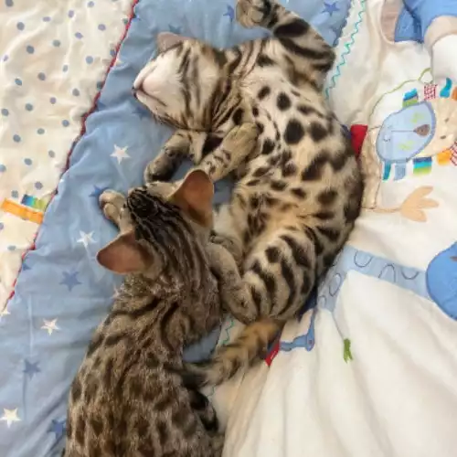 Bengal Cat For Adoption in Brighton and Hove, East Sussex, England