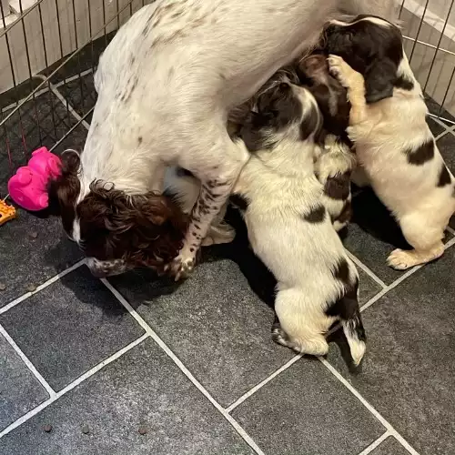 Sprocker Dog For Sale in Consett, Durham, England