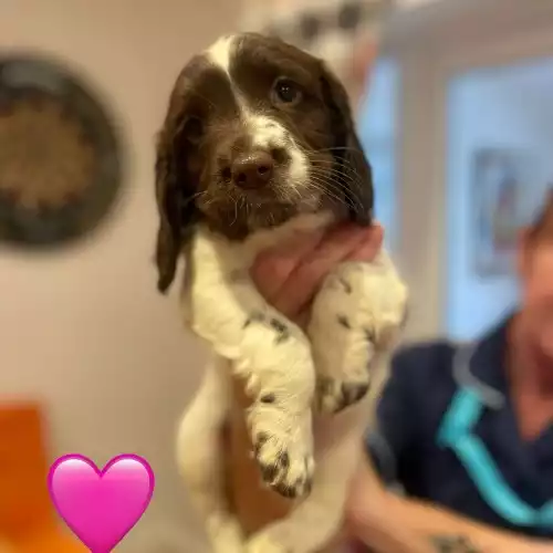 Sprocker Dog For Sale in Consett, Durham, England