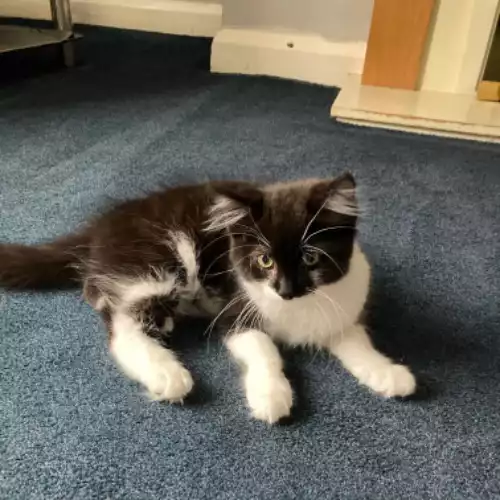 Domestic Longhair Cat For Adoption in Batley, West Yorkshire, England