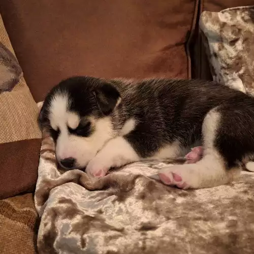 Siberian Husky Dog For Sale in Kirton, Lincolnshire