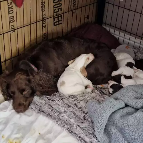 Sprocker Dog For Sale in Redruth, Cornwall