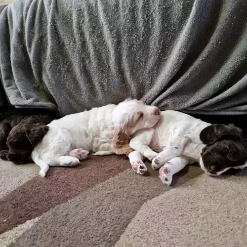 Sprocker Dog For Sale in Redruth, Cornwall