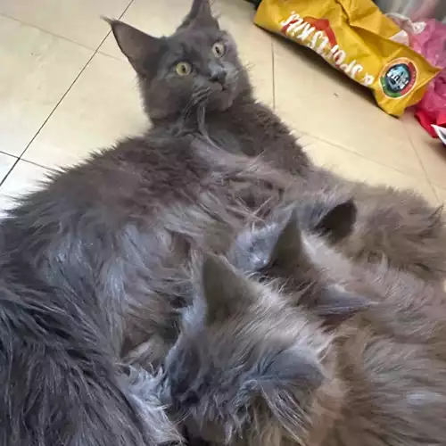 Maine Coon Cat For Sale in Boston, Lincolnshire