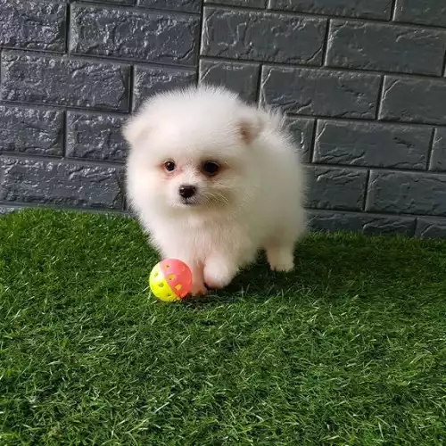 Pomeranian Dog For Sale in Birmingham, West Midlands, England