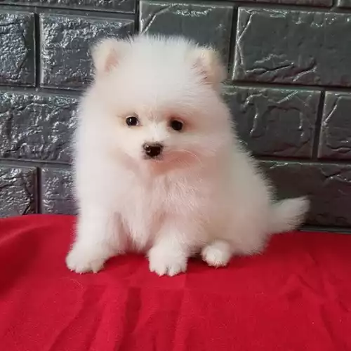 Pomeranian Dog For Sale in Birmingham, West Midlands, England