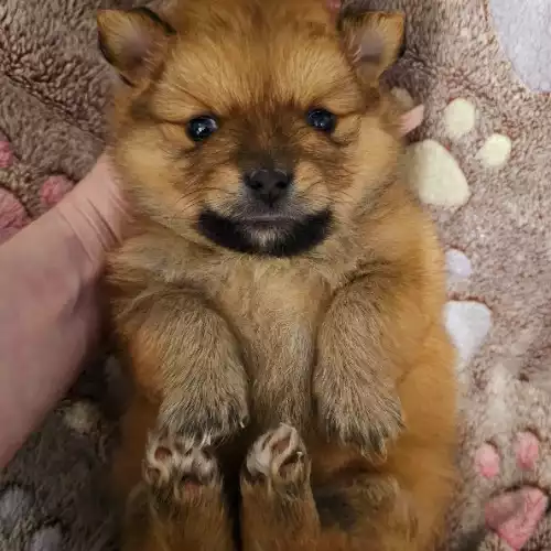 Pomeranian Dog For Sale in Kidderminster, Worcestershire