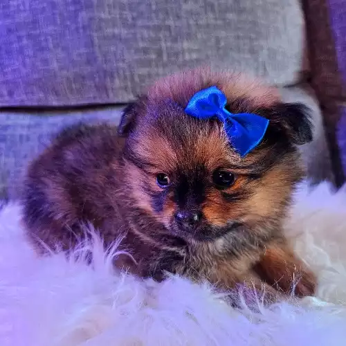 Pomeranian Dog For Sale in Kidderminster, Worcestershire