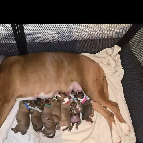 Boxer Dog For Sale in Leicester