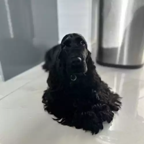 Cocker Spaniel Dog For Sale in Swansea / Abertawe