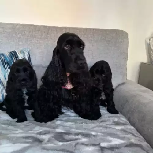 Cocker Spaniel Dog For Sale in Swansea / Abertawe