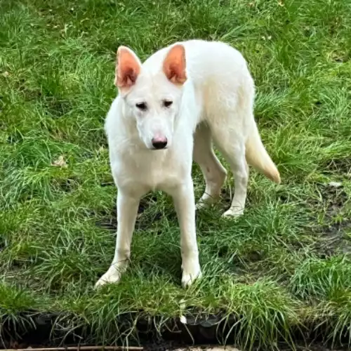 German Shepherd Dog For Adoption in Worcester