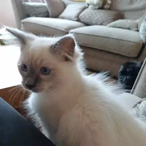 Ragdoll Cat For Sale in Cannock Wood, Staffordshire, England