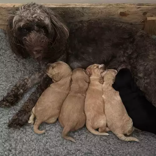 Cockapoo Dog For Sale in Wellington, Somerset