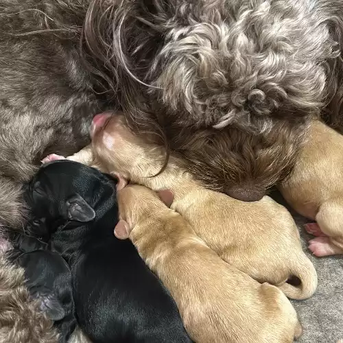 Cockapoo Dog For Sale in Wellington, Somerset