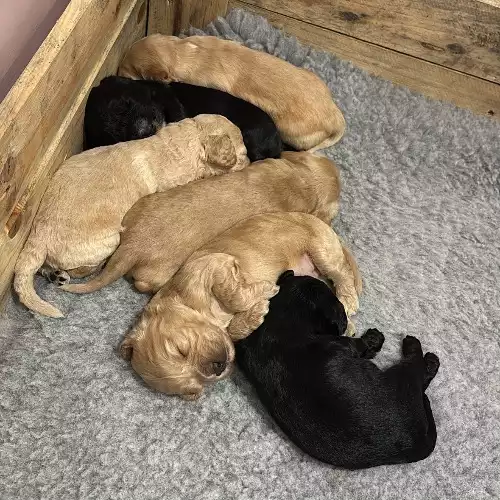 Cockapoo Dog For Sale in Wellington, Somerset