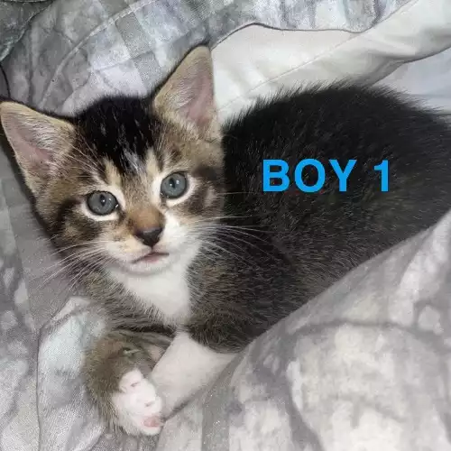 Domestic Shorthair Cat For Sale in Maidstone, Kent, England