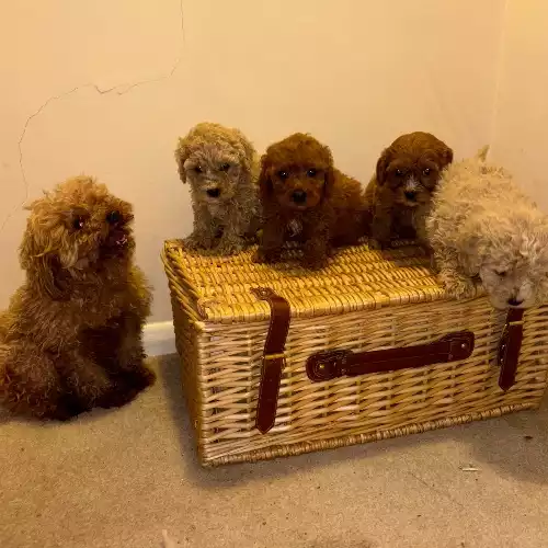 Maltipoo Dog For Sale in Maidstone, Kent