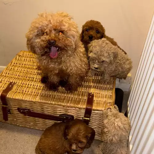 Maltipoo Dog For Sale in Maidstone, Kent