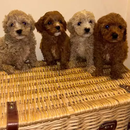 Maltipoo Dog For Sale in Maidstone, Kent