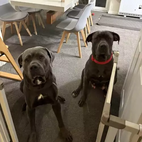 Cane Corso Dog For Sale in Derby