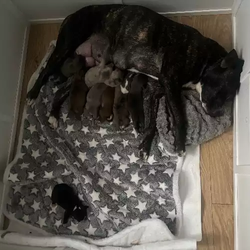 Cane Corso Dog For Sale in Ecclesfield, South Yorkshire