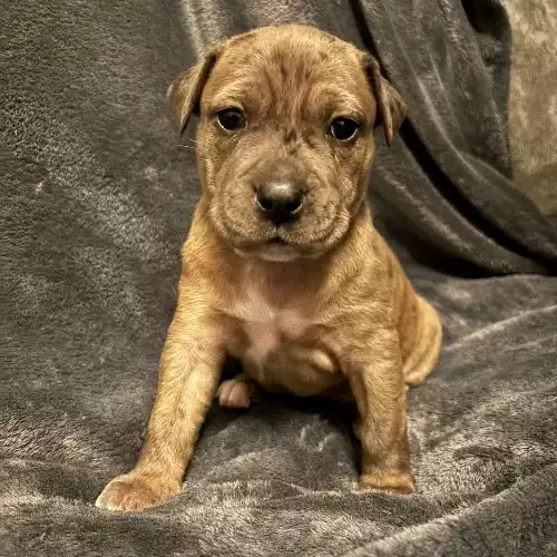 Cane Corso Dog For Sale in Ecclesfield, South Yorkshire