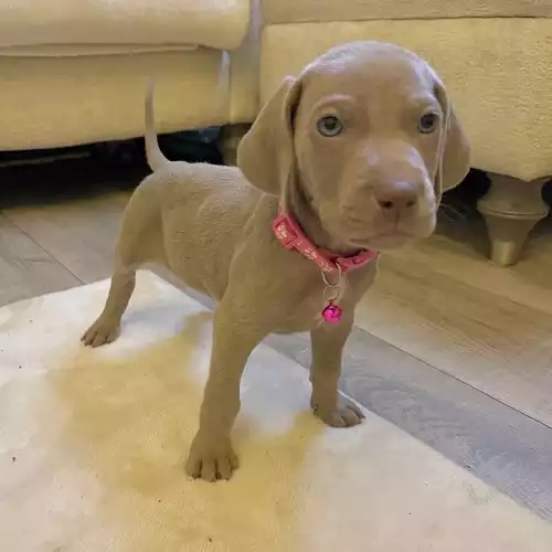 Weimaraner Dog For Sale in Pembroke / Penfro, Dyfed