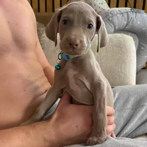 Weimaraner Dog For Sale in Pembroke / Penfro, Dyfed