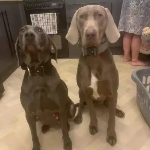 Weimaraner Dog For Sale in Pembroke / Penfro, Dyfed