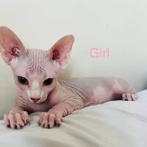 Sphynx Cat For Sale in Harwich, Essex, England