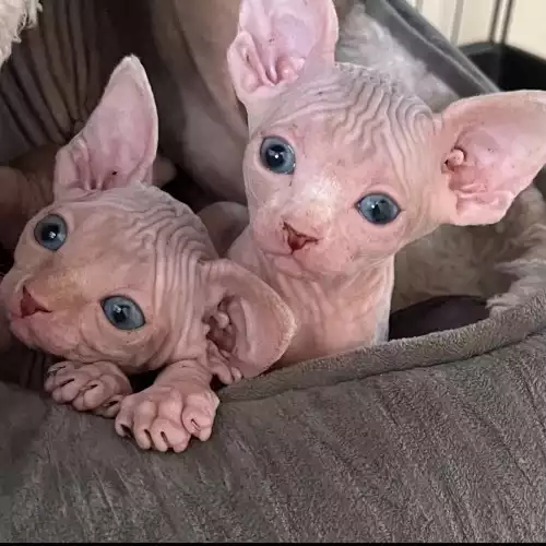 Sphynx Cat For Sale in Harwich, Essex, England