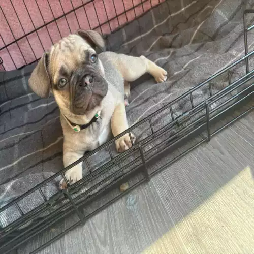 French Bulldog Dog For Sale in Exeter