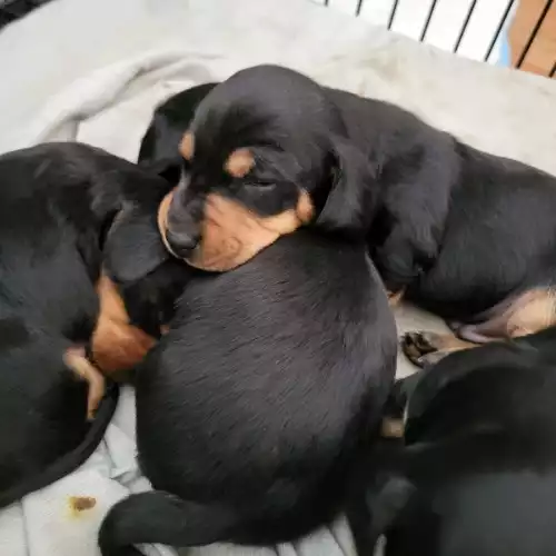 Miniature Dachshund Dog For Sale in London, Greater London, England